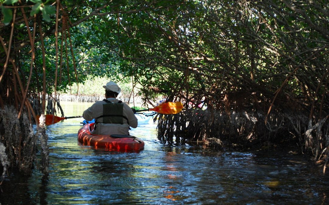 Kayaking in Cocoa Beach’s Mangrove Tunnels