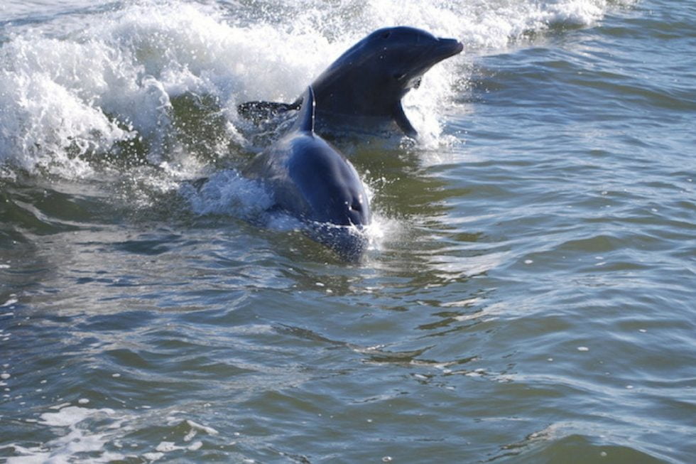 Kayaking with Dolphins Near Orlando