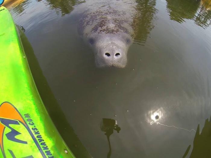 Kayak with Manatee in Cocoa Beach’s Thousand Islands