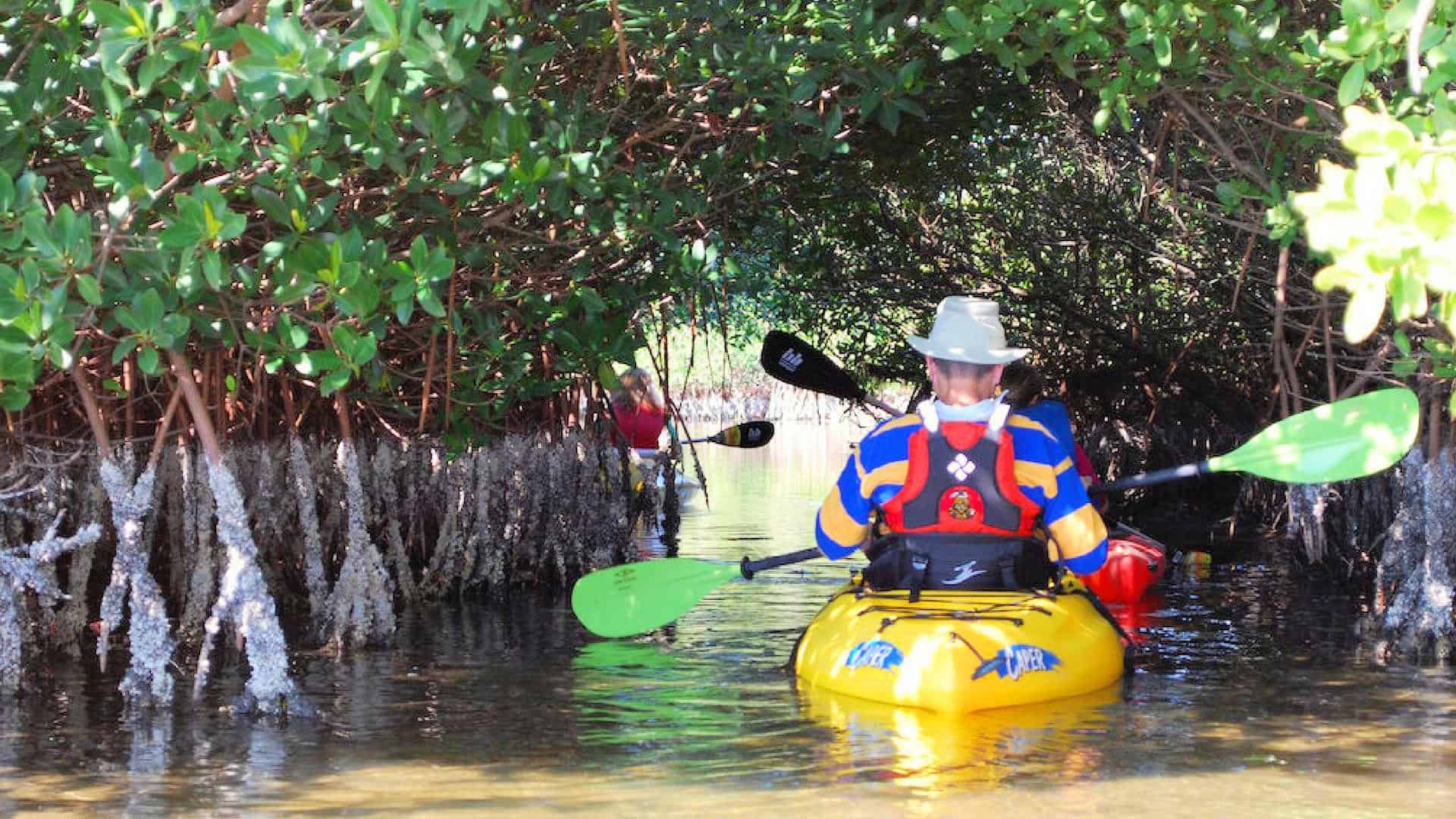 Kayak In Cocoa Beach Mangrove Tunnels Kayak In Cocoa Beach Mangrove Tunnels