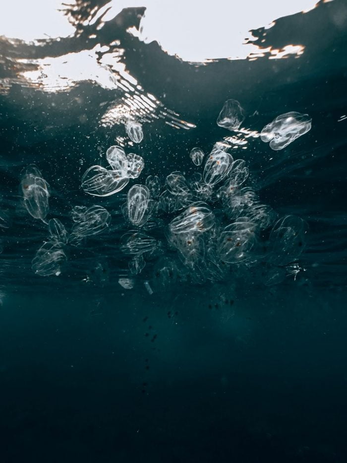 kayak tour Bioluminescence Comb jellies seen in Cocoa Beach.
