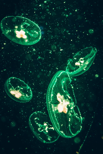 Bioluminescent-comb-jellies Glowing comb jellies