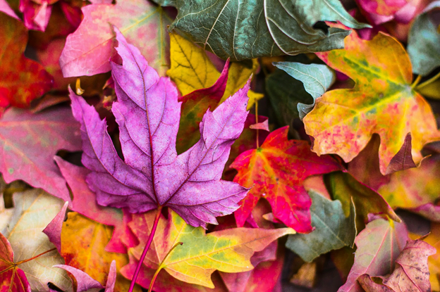 fall-leaves Different colored fall leaves