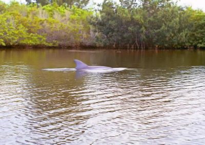 Dolphin Sighting In Cocoa Beach Thousand Islands