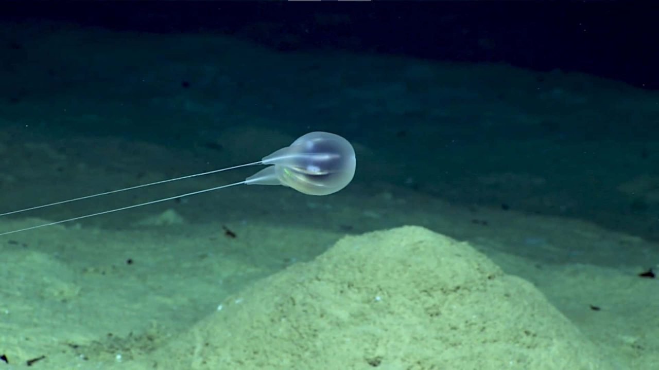 Why Comb Jelly Tours are Simply Spectacular