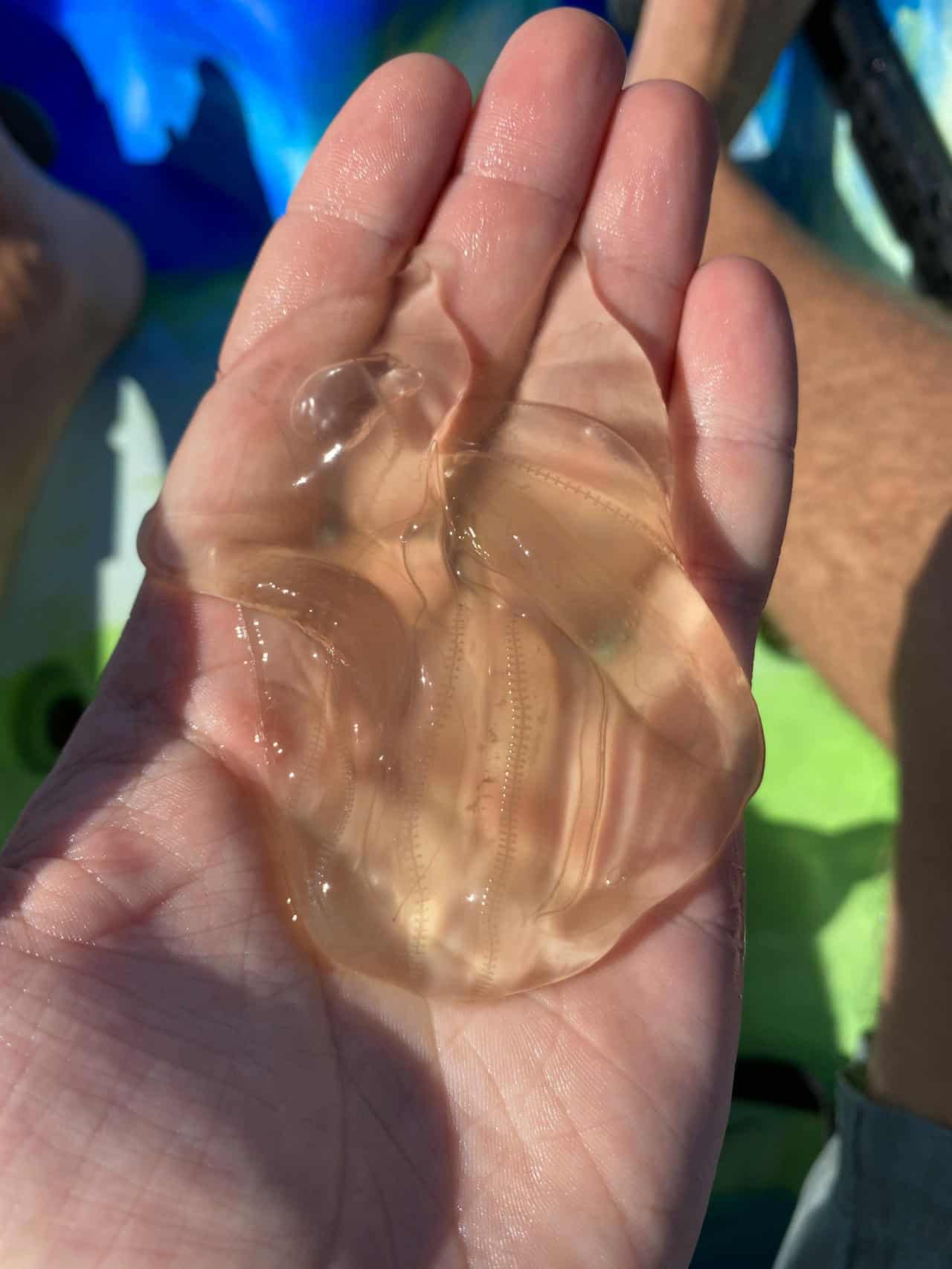 Kayak Tour Guide Holding a Comb Jelly