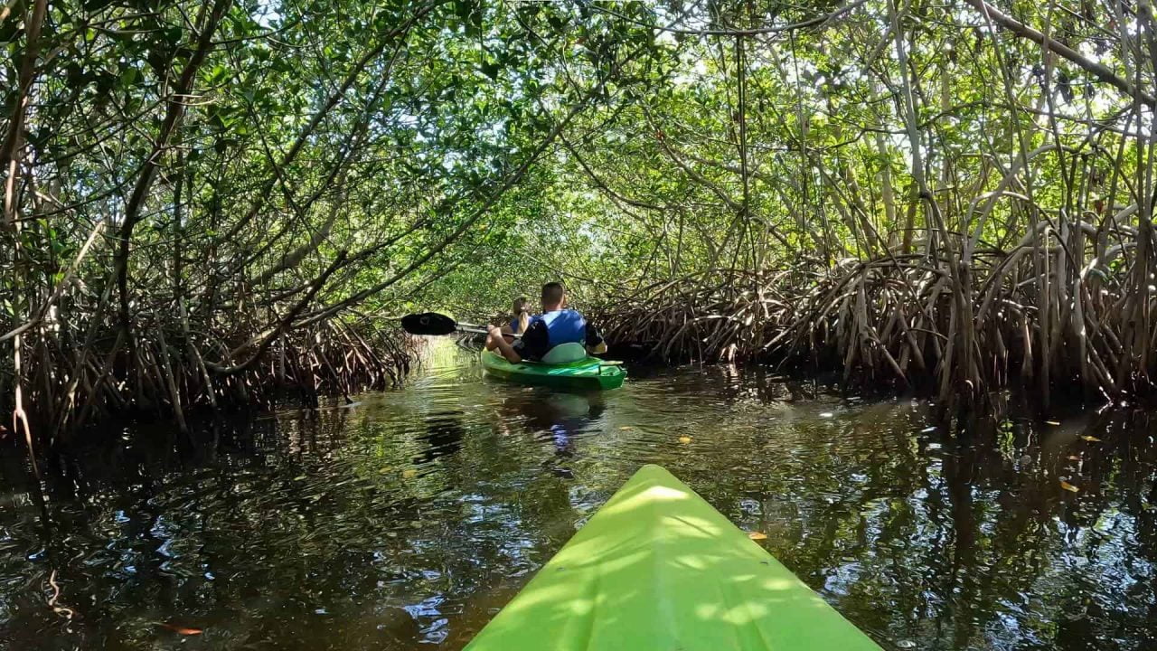 All About Florida’s Magical Mangrove Tunnels