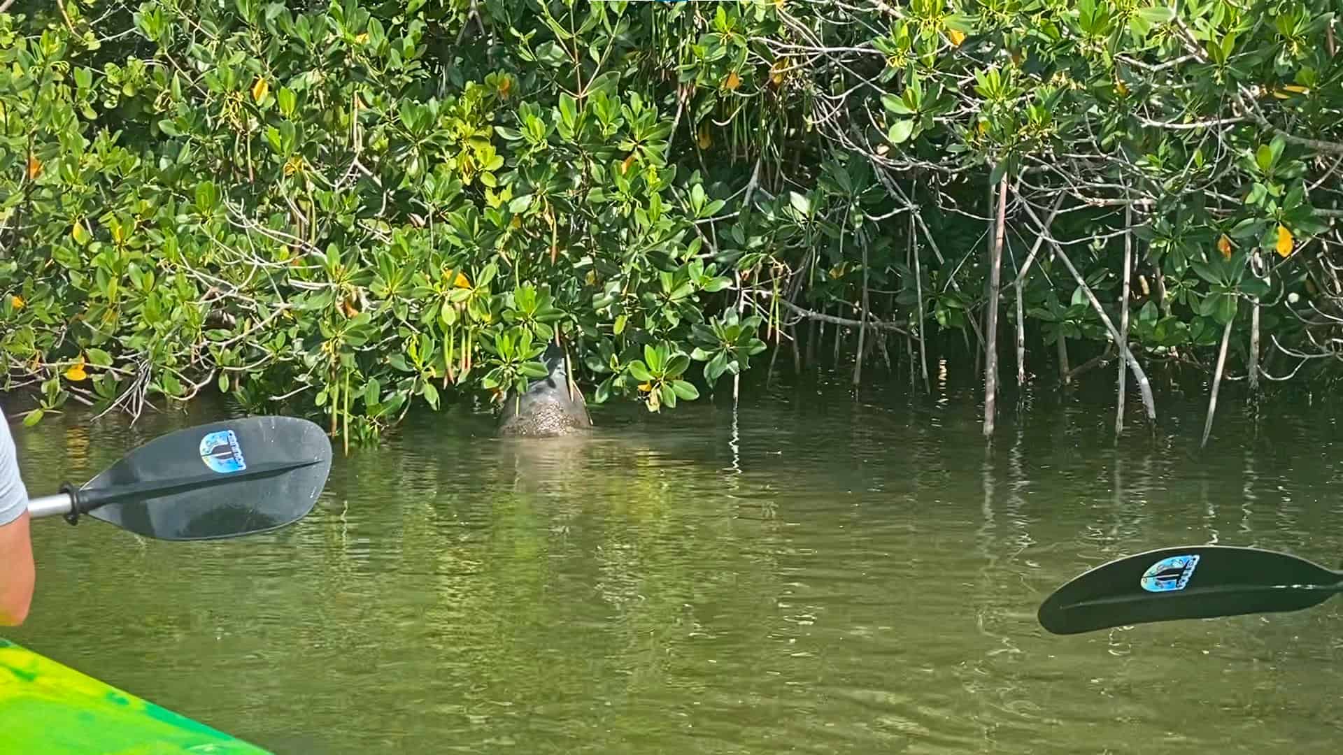Manatee Encounter in the Banana River Thousand Islands