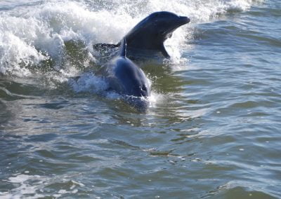 Go Kayaking With Bottlenose Dolphins
