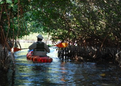 Kayak Tours Through Mangrove Tunnels