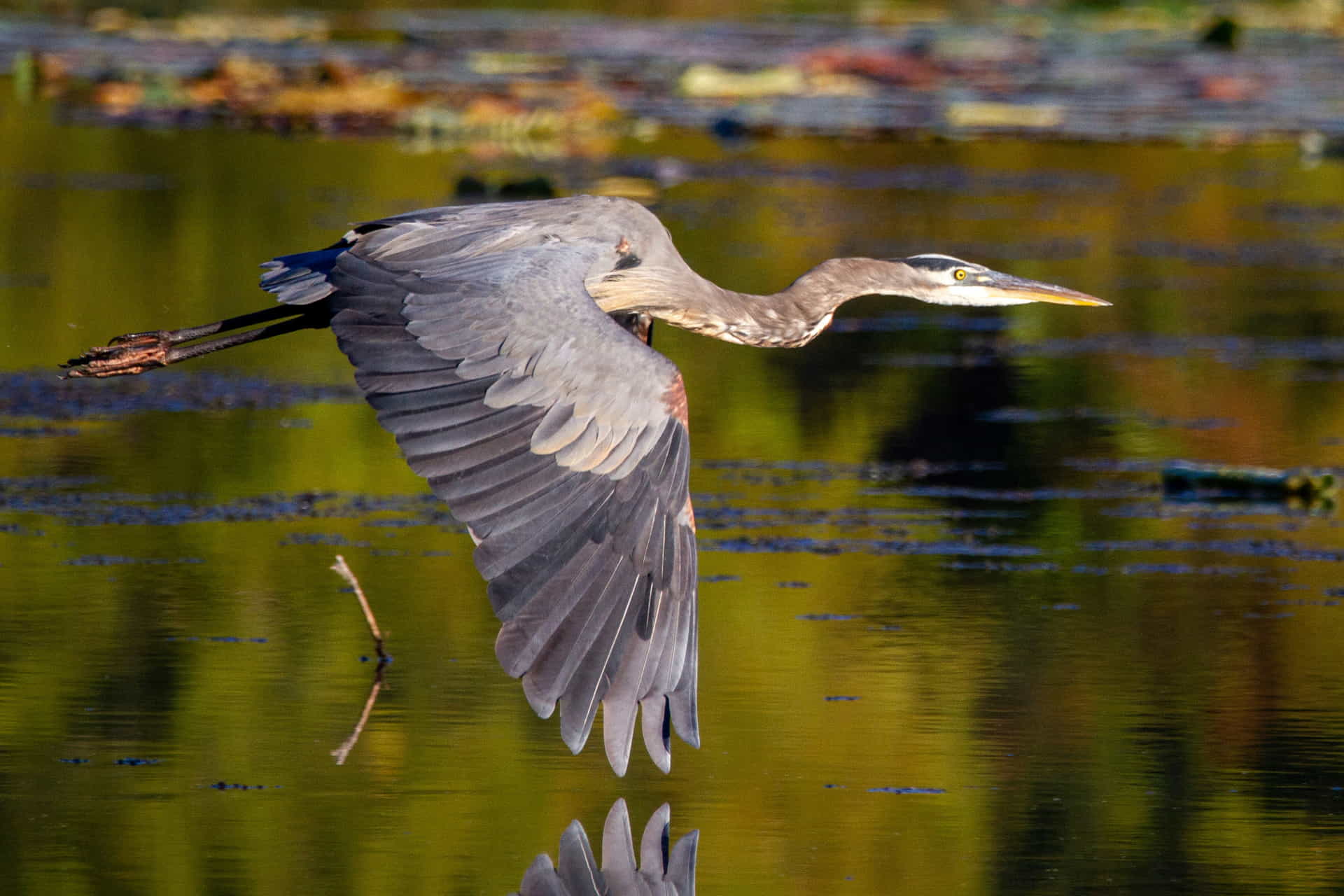Great Blue Heron in Flight Great Blue Heron in Flight