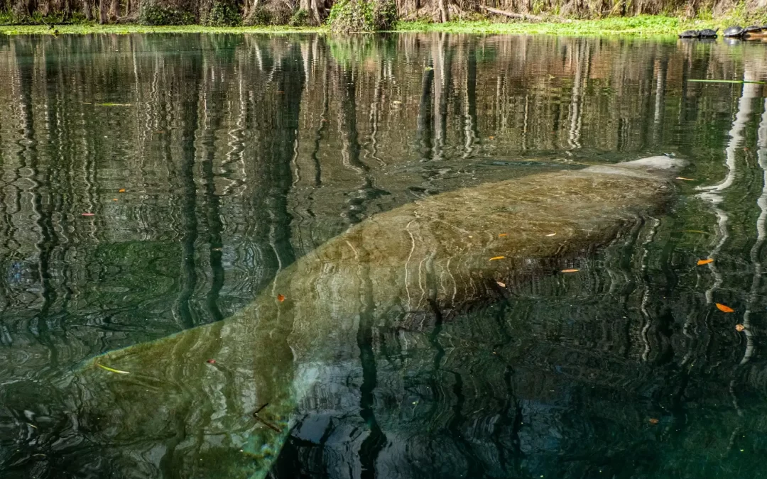 Encountering Manatees