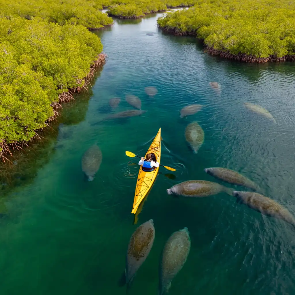 Kayak With Manatees In Cocoa Beach
