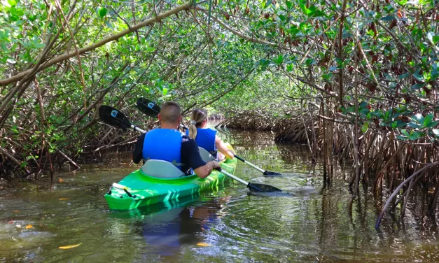 What to Expect on Our Cocoa Beach Kayak Tour