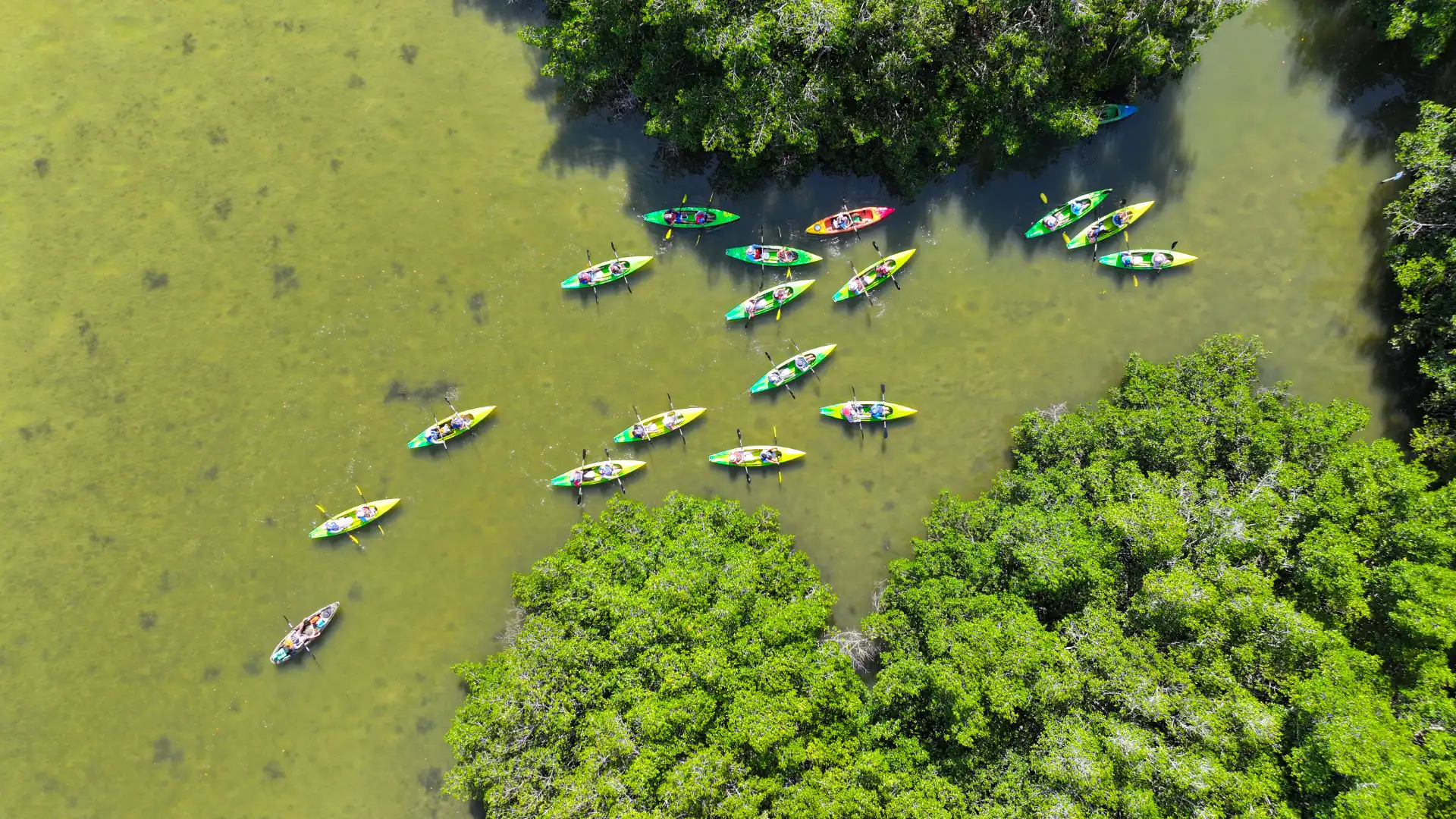 Aerial View Of Kayak Tour Entering Mangrove Tunnel